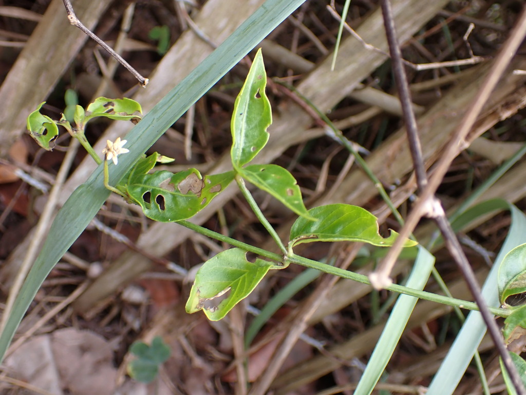 Alternanthera flavescens