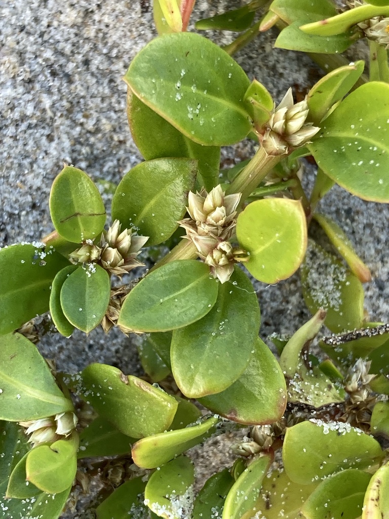 Alternanthera maritima