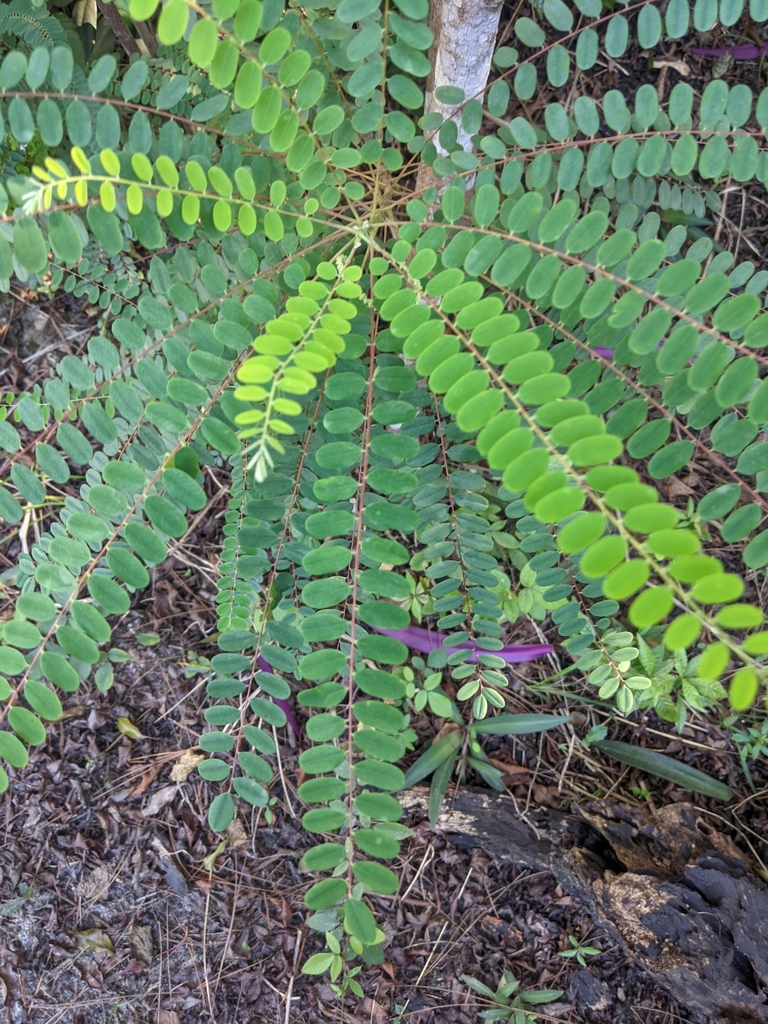 Alvaradoa amorphoides