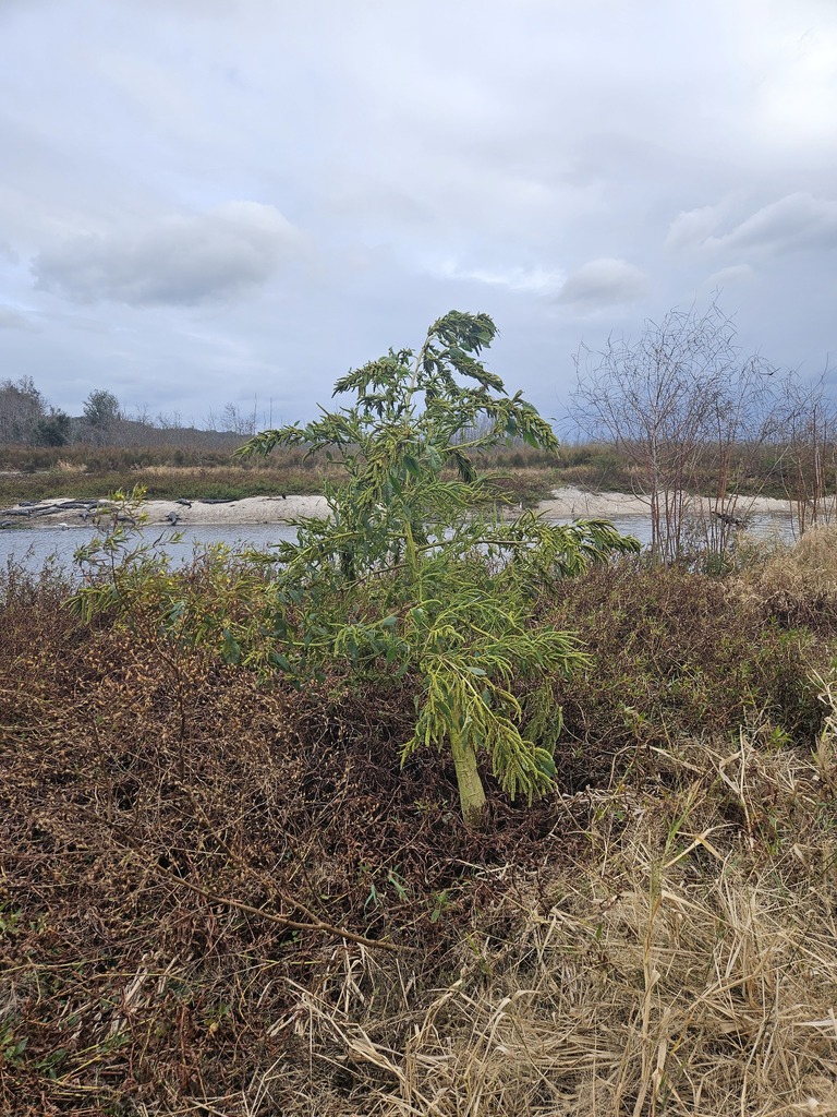 Amaranthus australis