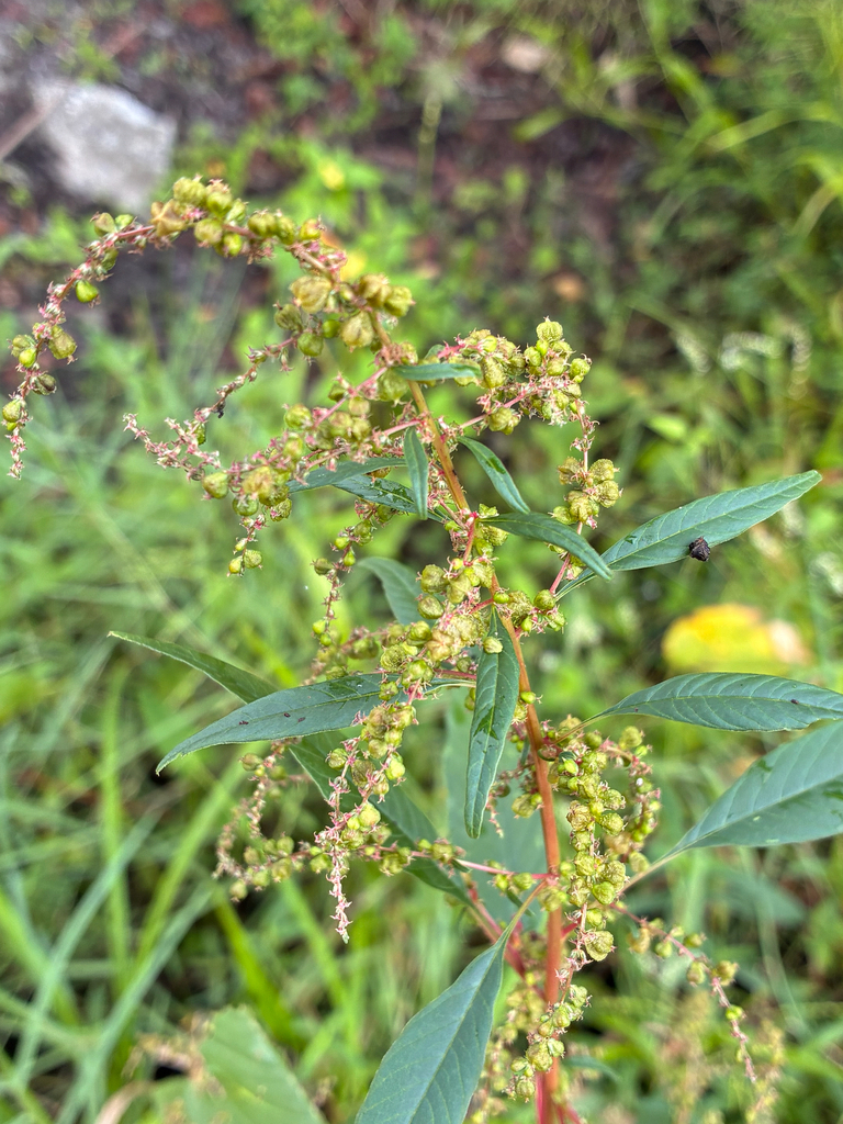 Amaranthus cannabinus