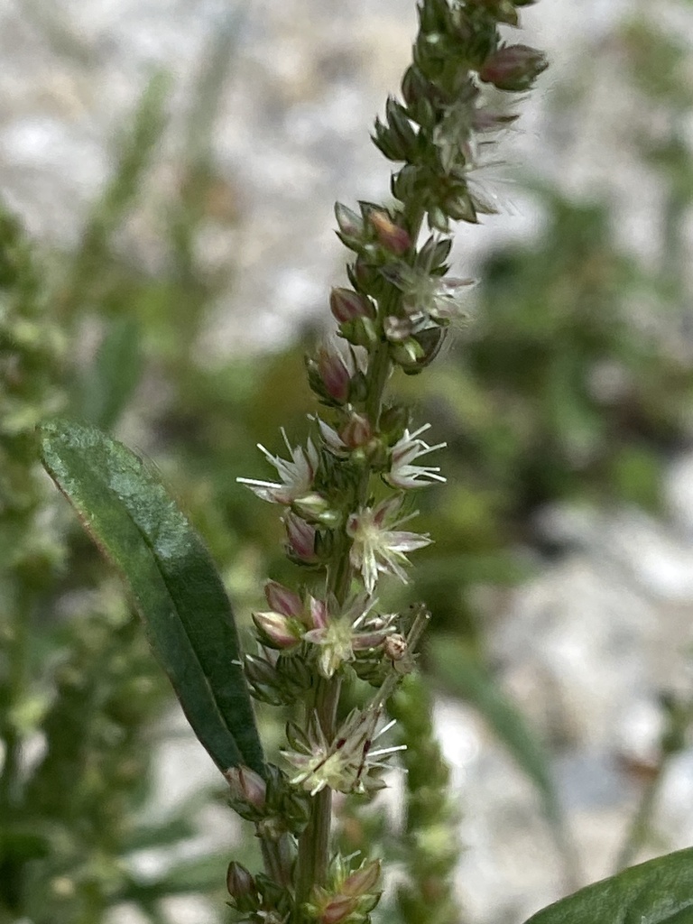 Amaranthus floridanus
