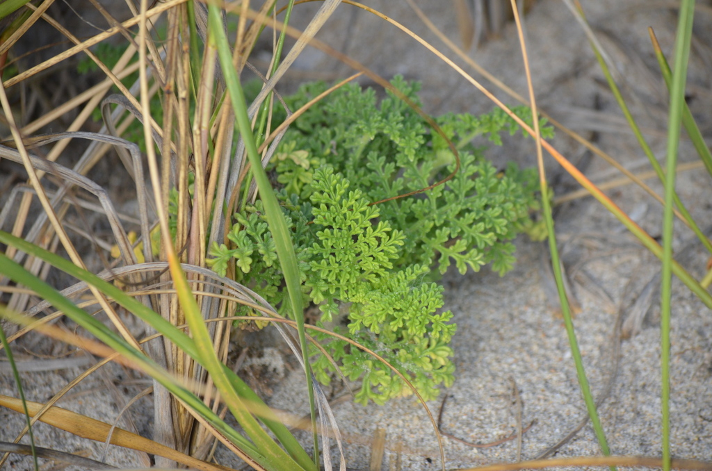 Ambrosia hispida