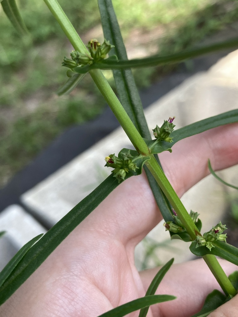 Ammannia coccinea