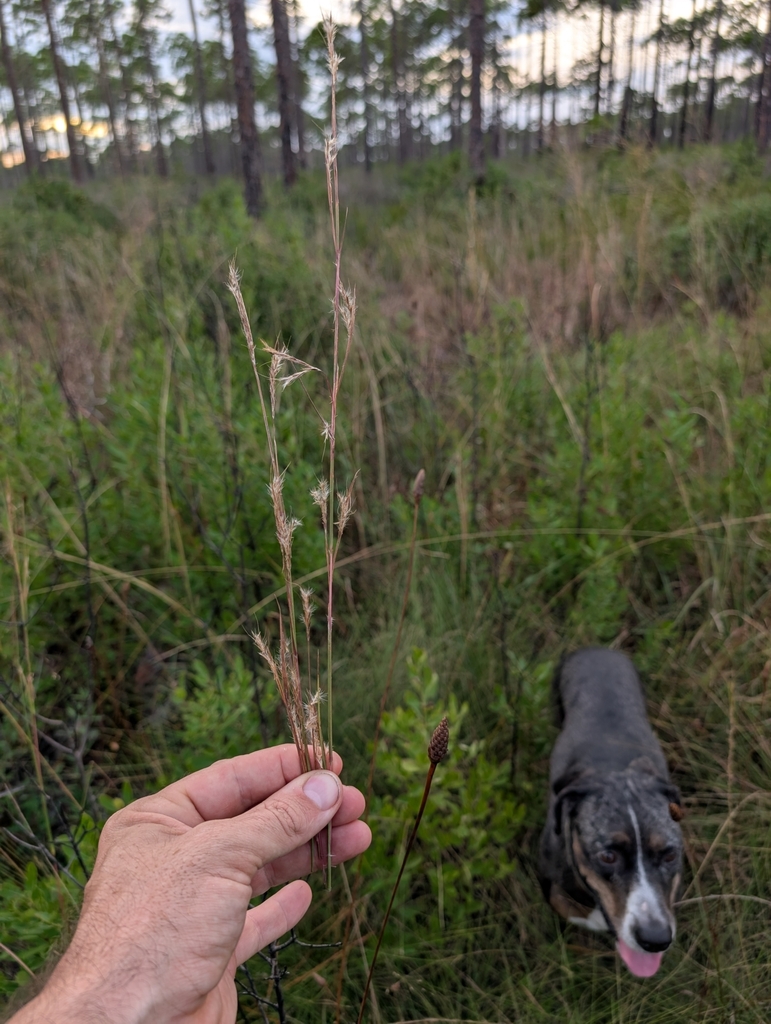 Andropogon arctatus