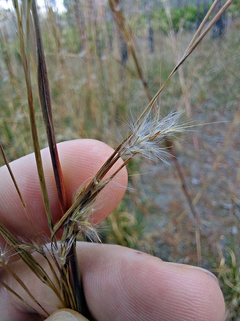 Andropogon brachystachyus