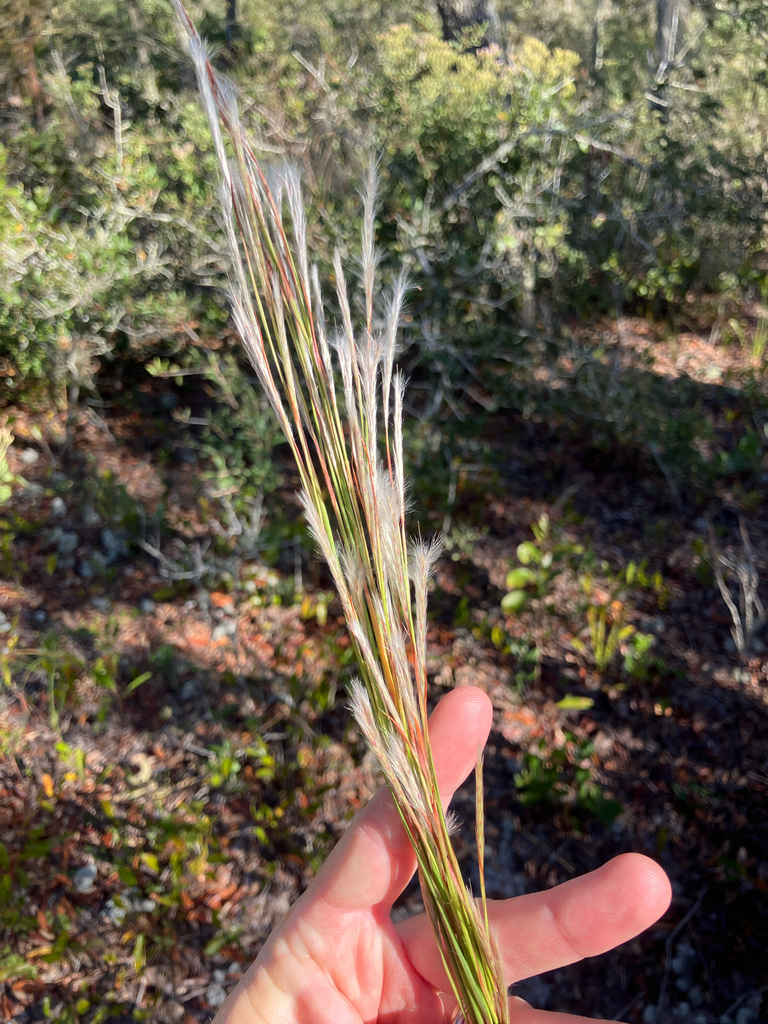 Andropogon floridanus