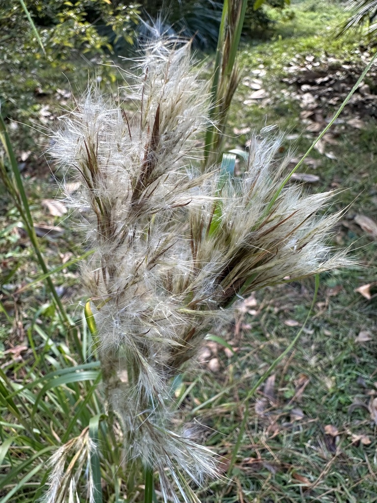 Andropogon glomeratus var. pumilus