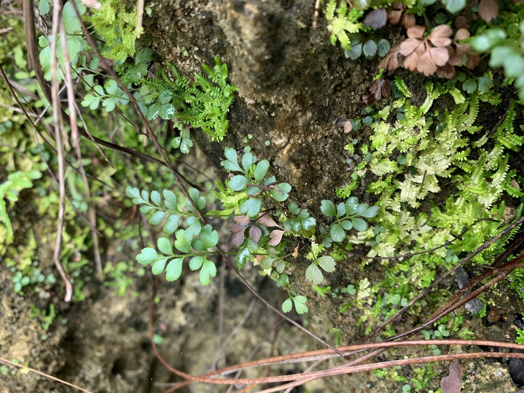Anemia adiantifolia