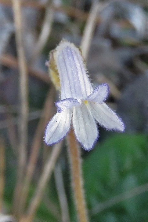 Aphyllon uniflorum