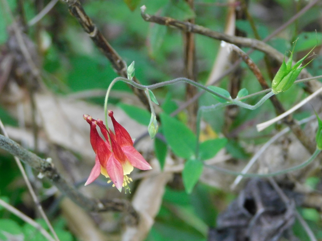 Aquilegia canadensis