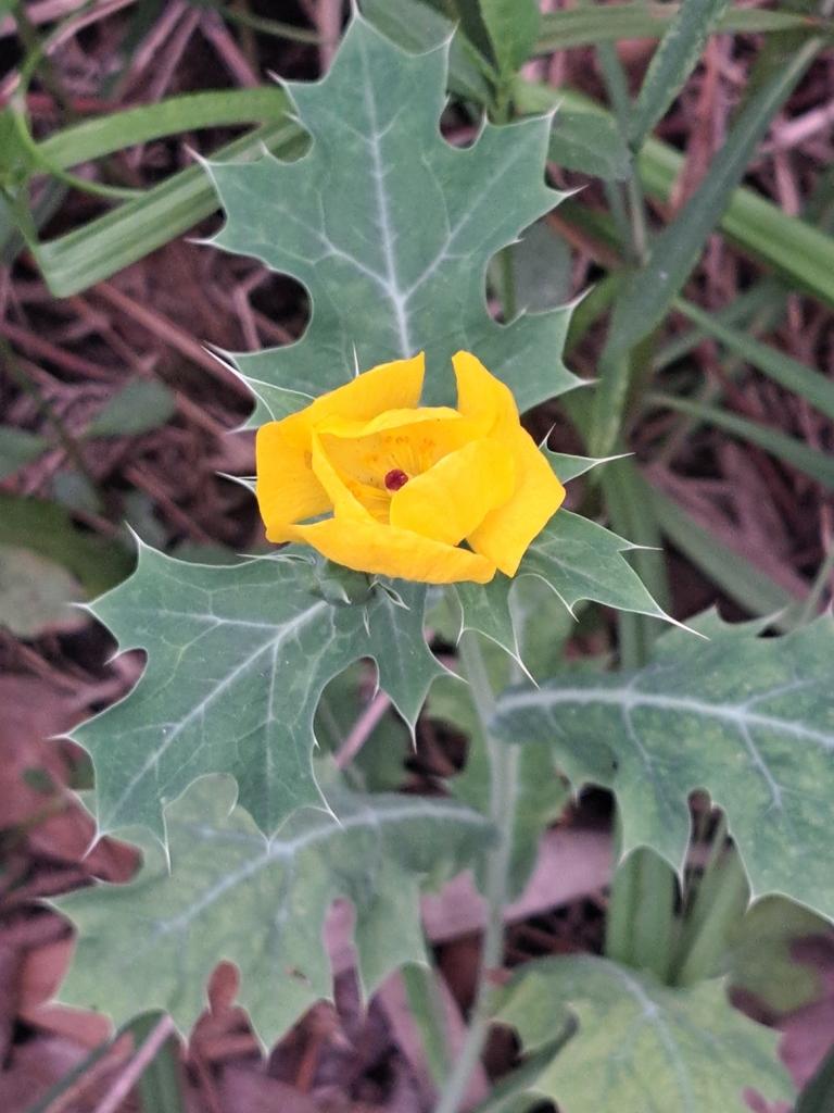 Argemone mexicana