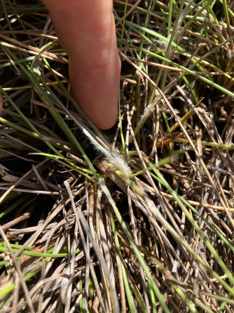 Wiregrass (Aristida beyrichiana) Florida native plant
