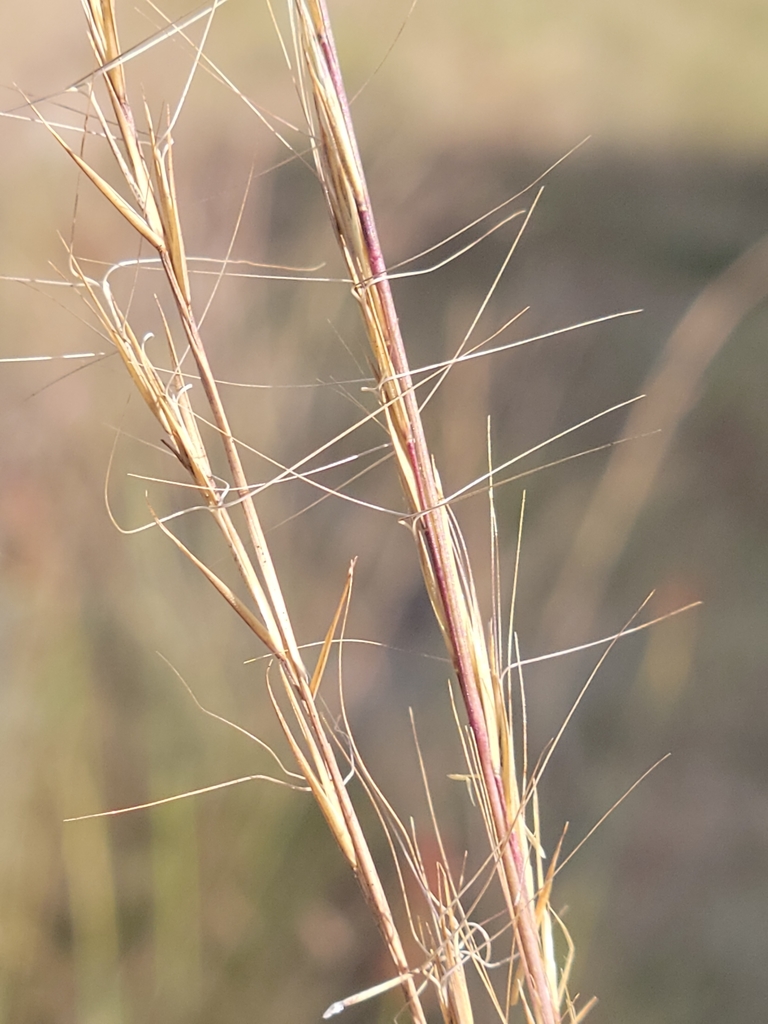 Aristida condensata