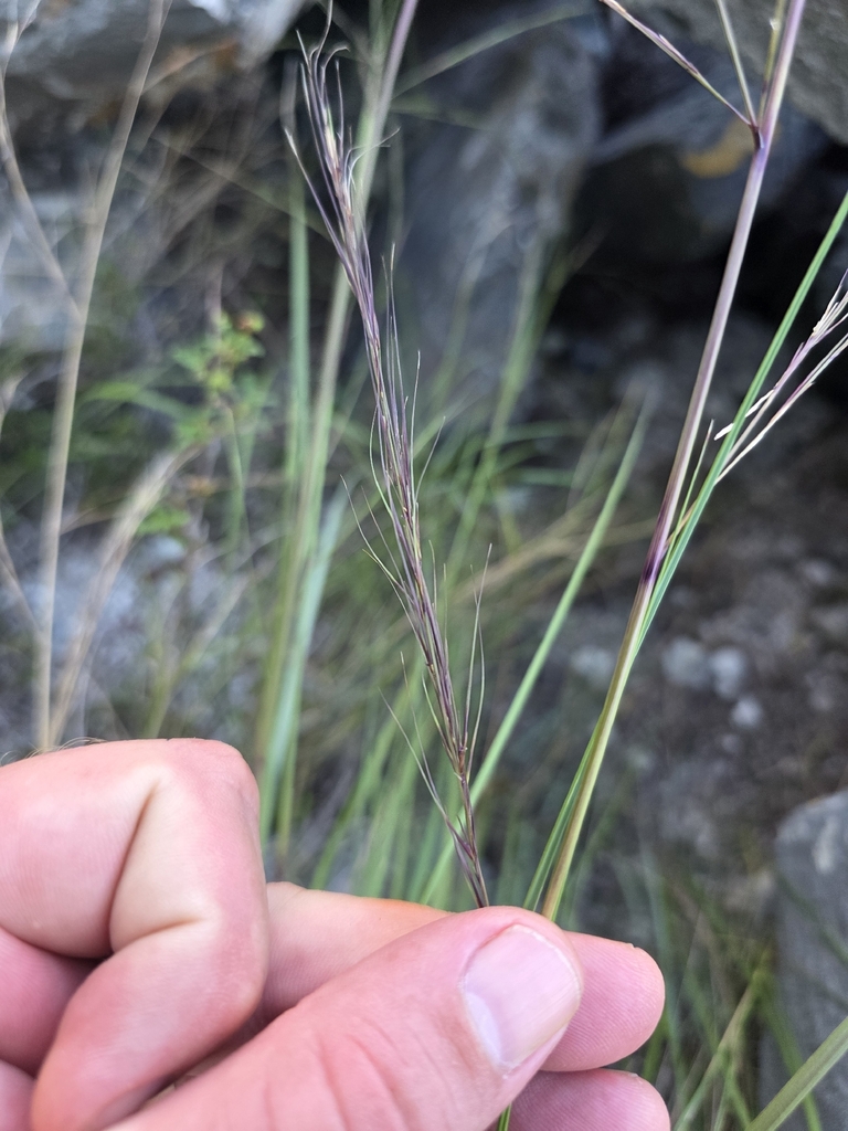 Aristida floridana