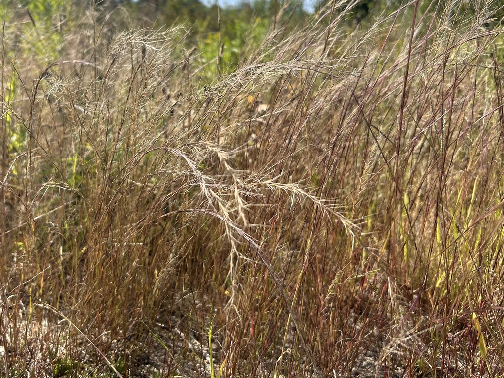 Aristida longespica var. geniculata