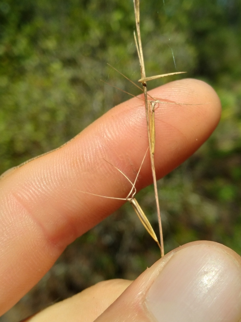 Aristida mohrii
