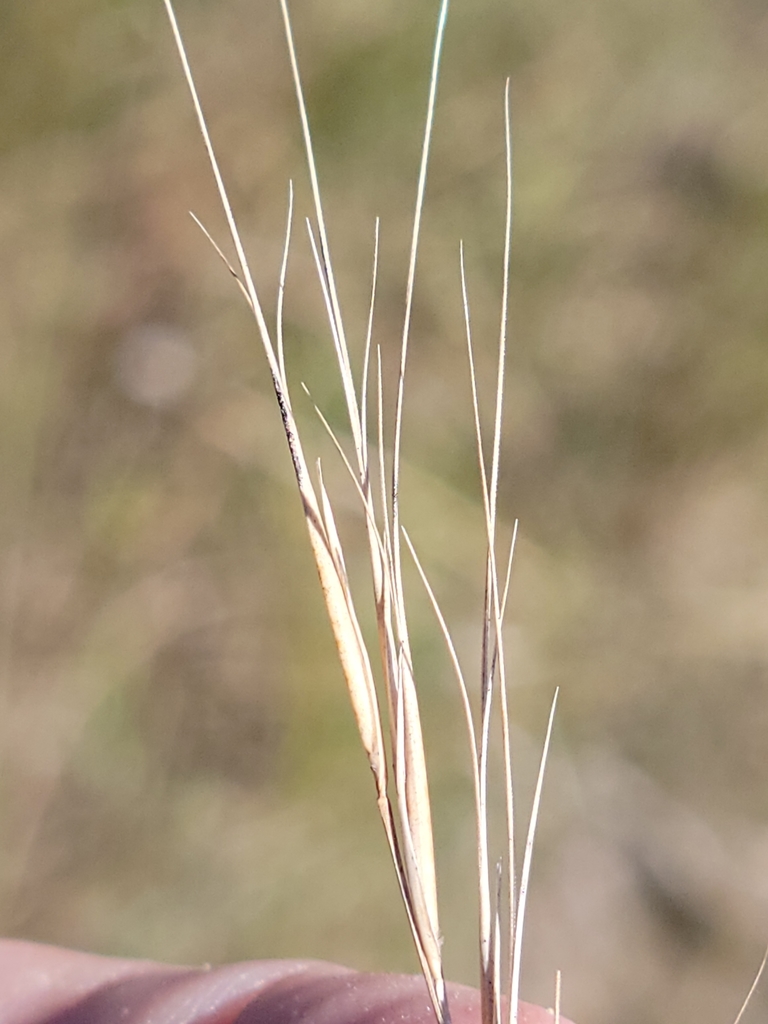 Aristida patula