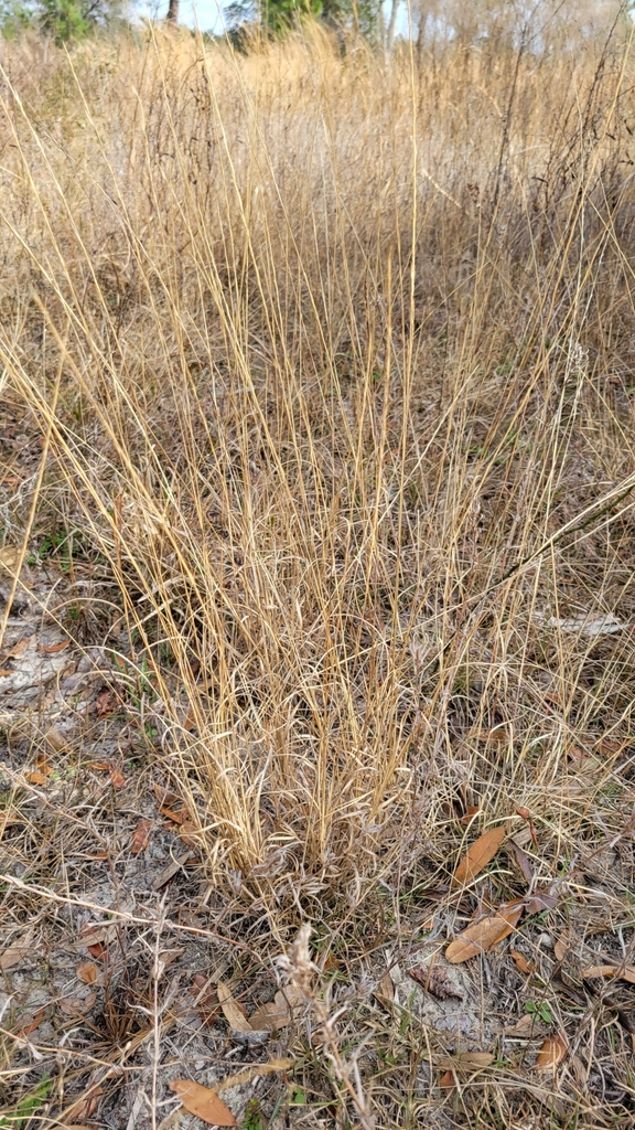 Aristida purpurascens var. purpurascens