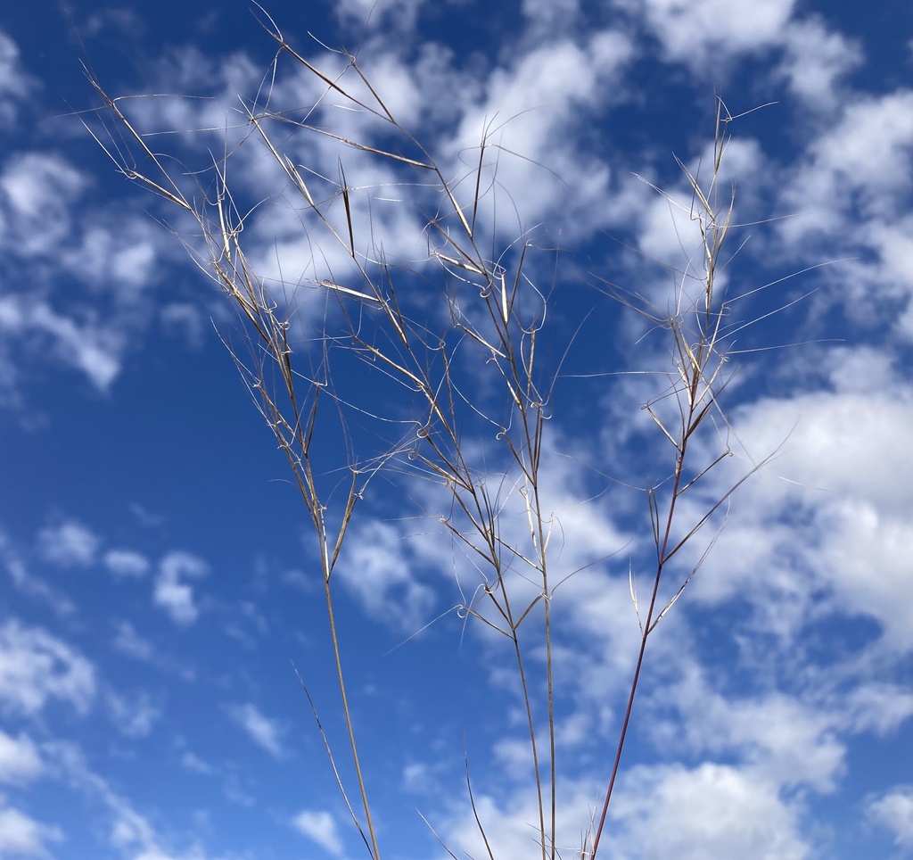 Aristida ramosissima