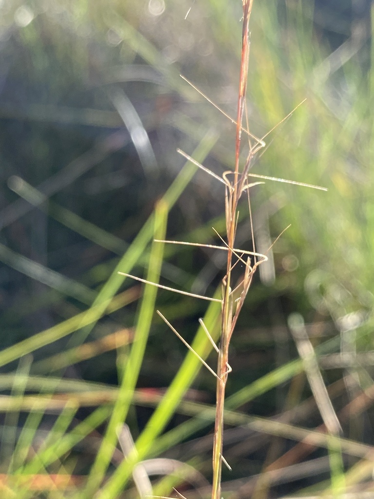Aristida simpliciflora