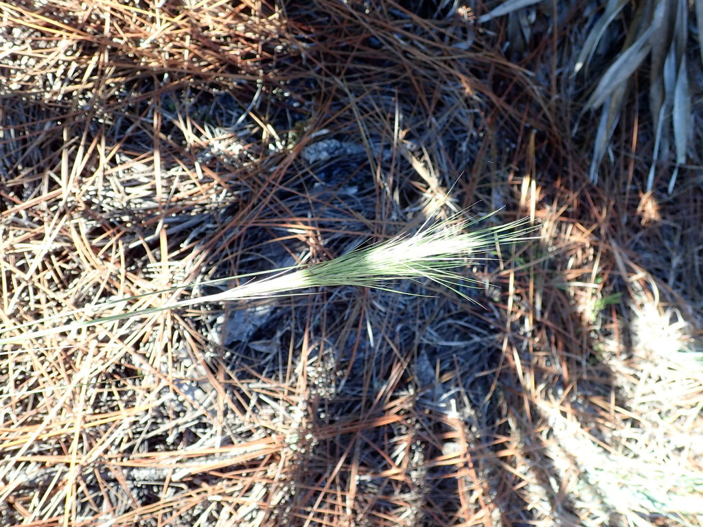 Aristida spiciformis