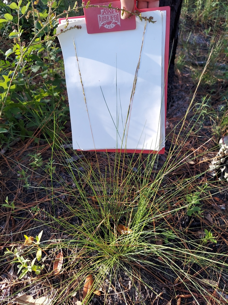 Aristida stricta