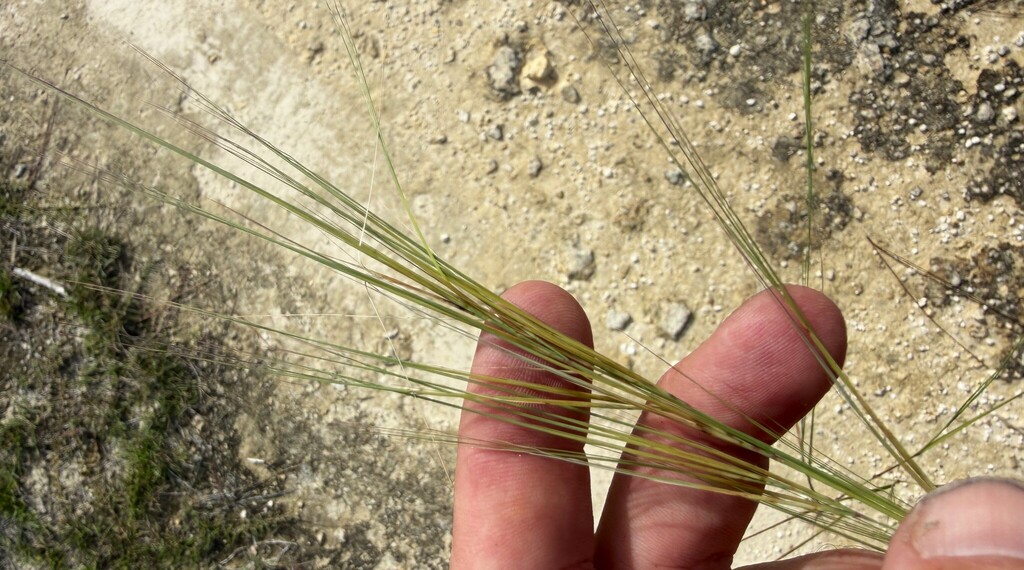 Aristida tuberculosa
