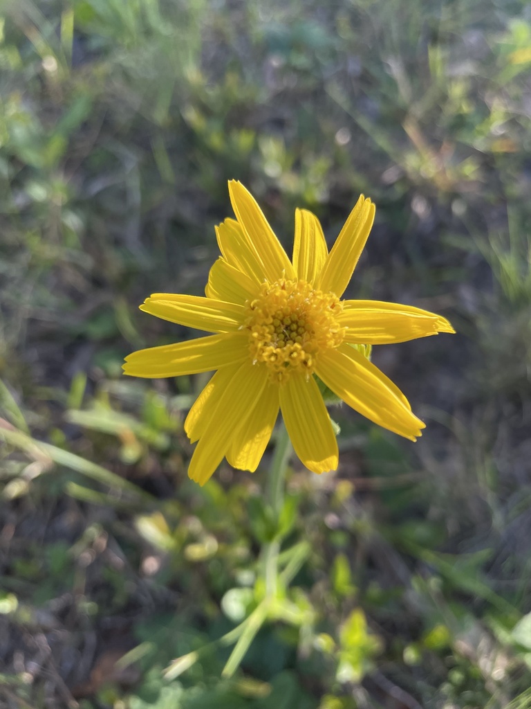 Arnica acaulis