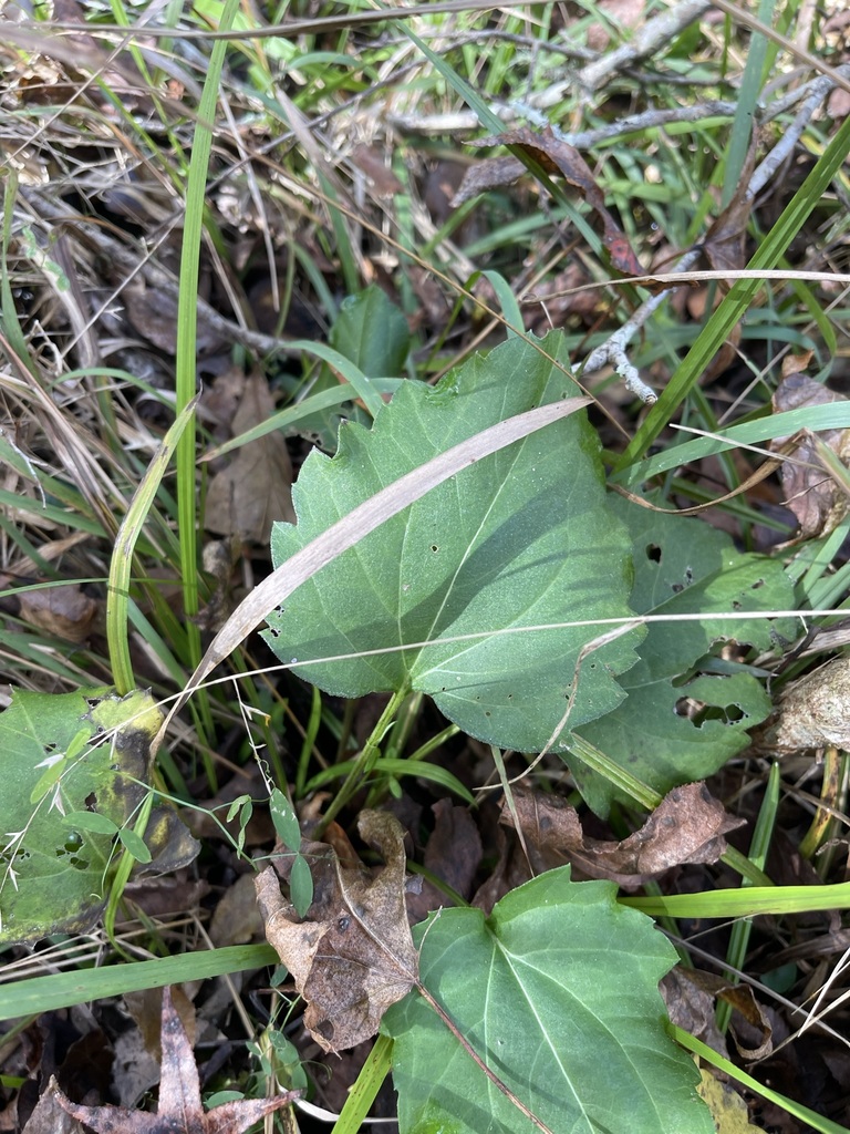 Arnoglossum diversifolium