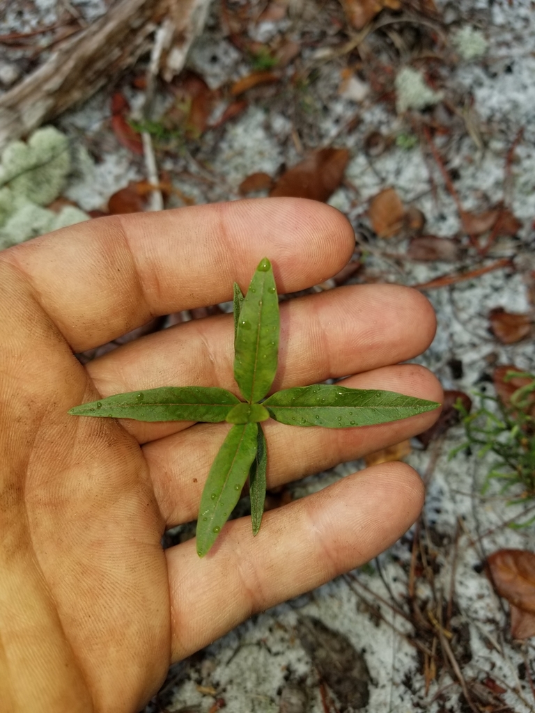 Curtiss' Milkweed (Asclepias curtissii) — representative Florida native plant photograph