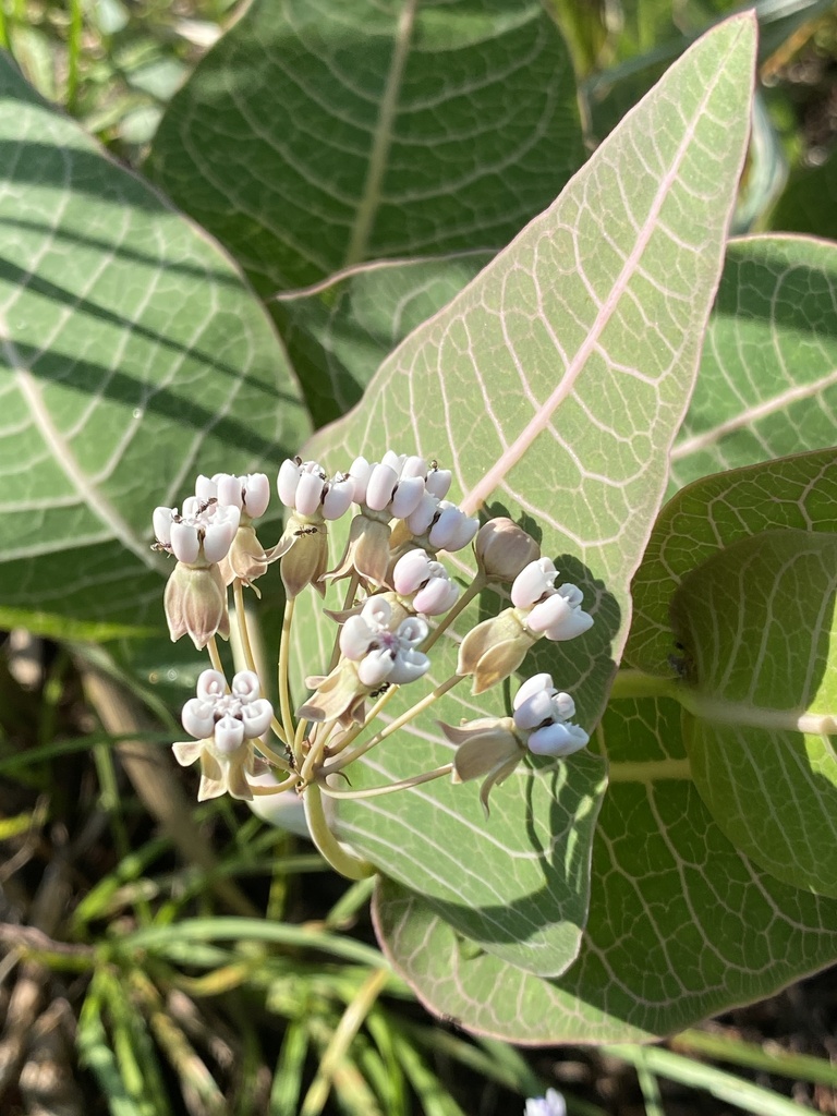 Sandhill Milkweed (Asclepias humistrata) Florida native plant