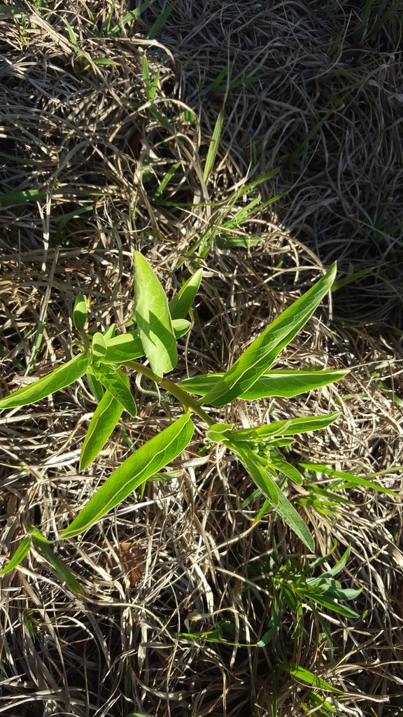Asclepias viridis