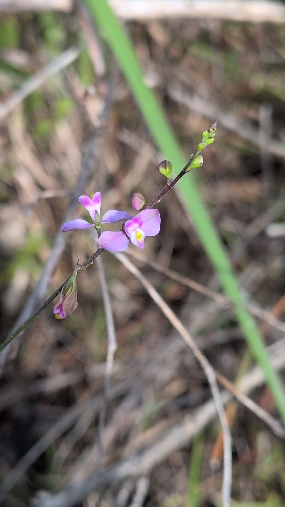 Asemeia violacea