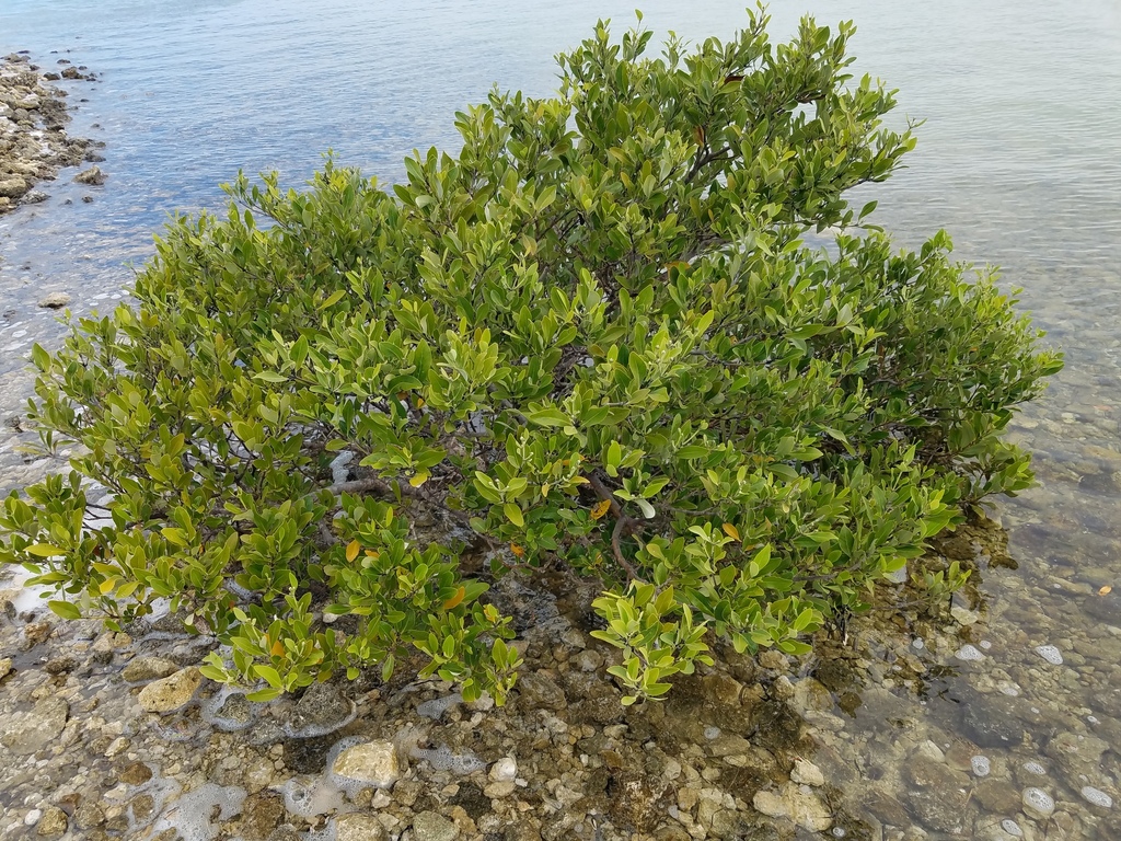 Avicennia germinans