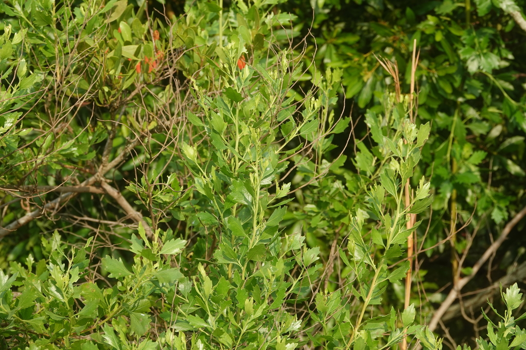 Baccharis halimifolia