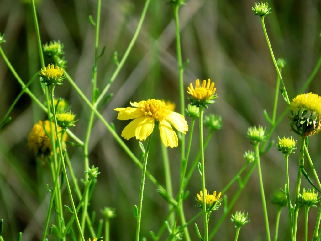 Coastalplain Honeycombhead — illustrative Florida native plant photograph