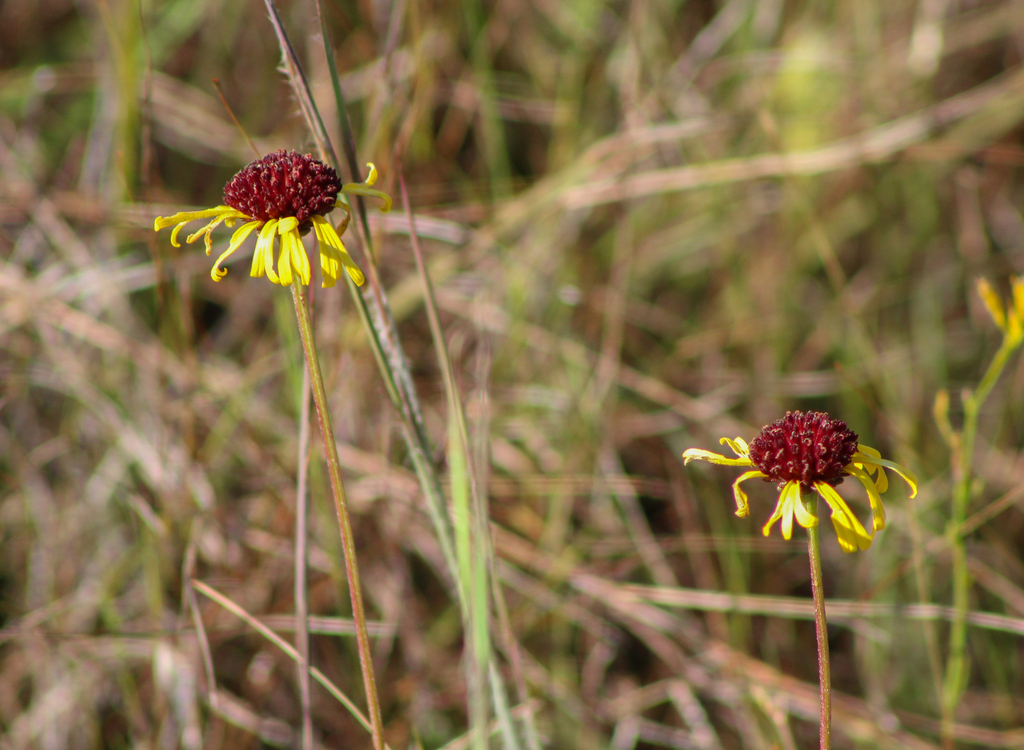 Balduina atropurpurea
