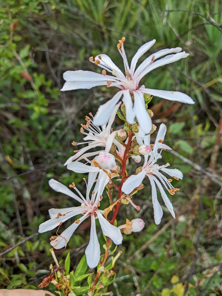 Bejaria racemosa