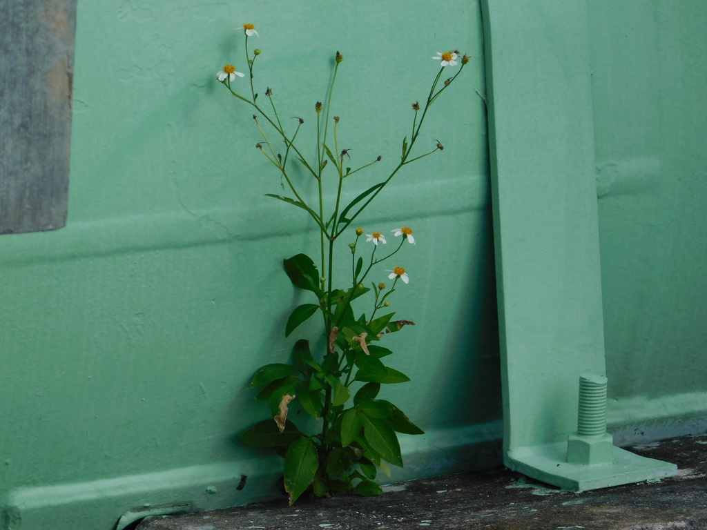 Bidens alba