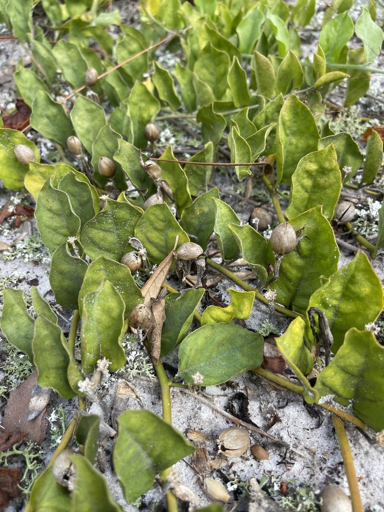 Scrub Morning Glory (Bonamia grandiflora) — representative Florida native plant photograph