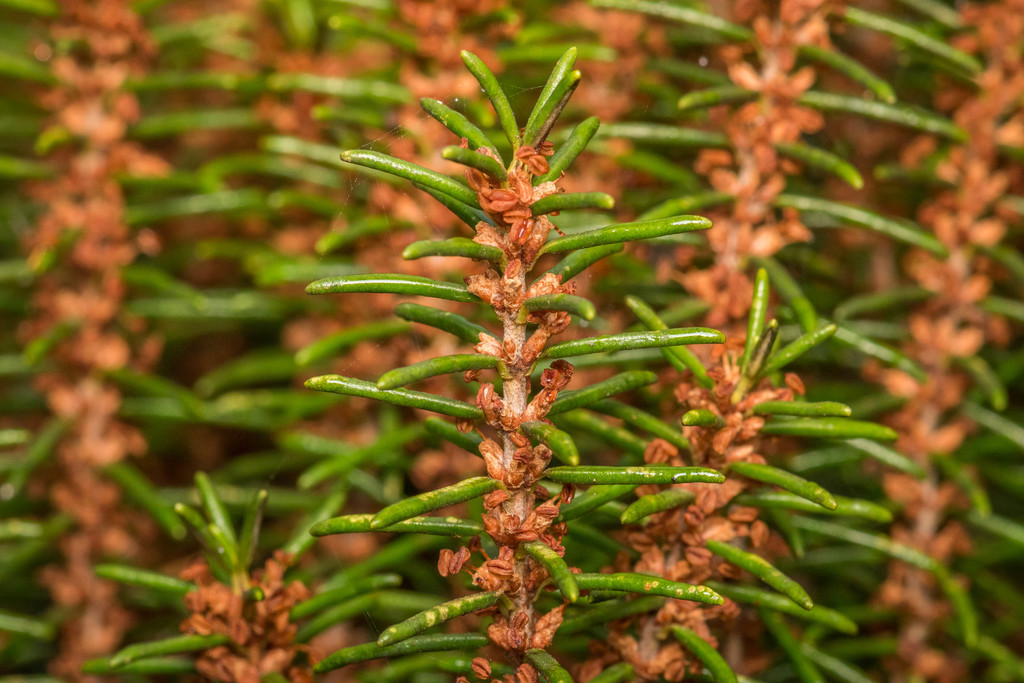 Florida Rosemary (Ceratiola ericoides) — representative Florida native plant photograph