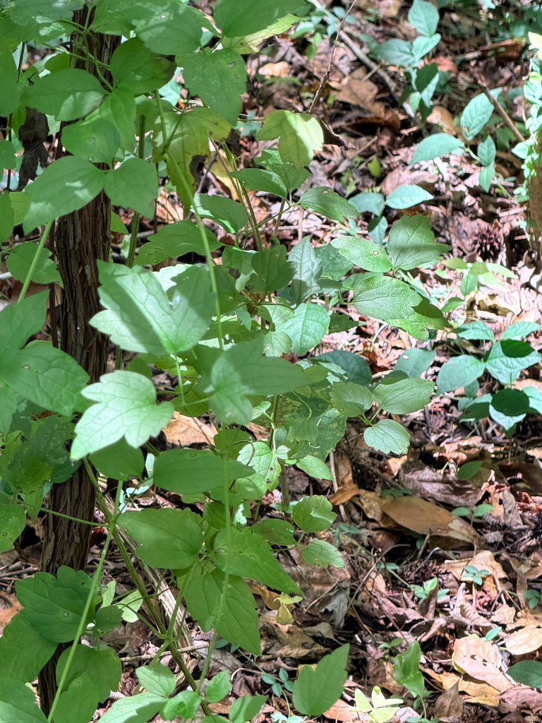Clematis catesbyana