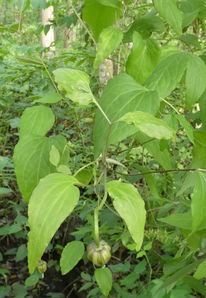 Clematis crispa