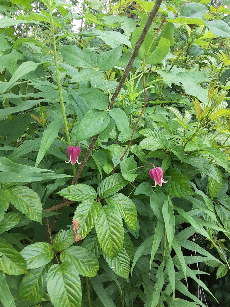Clematis glaucophylla