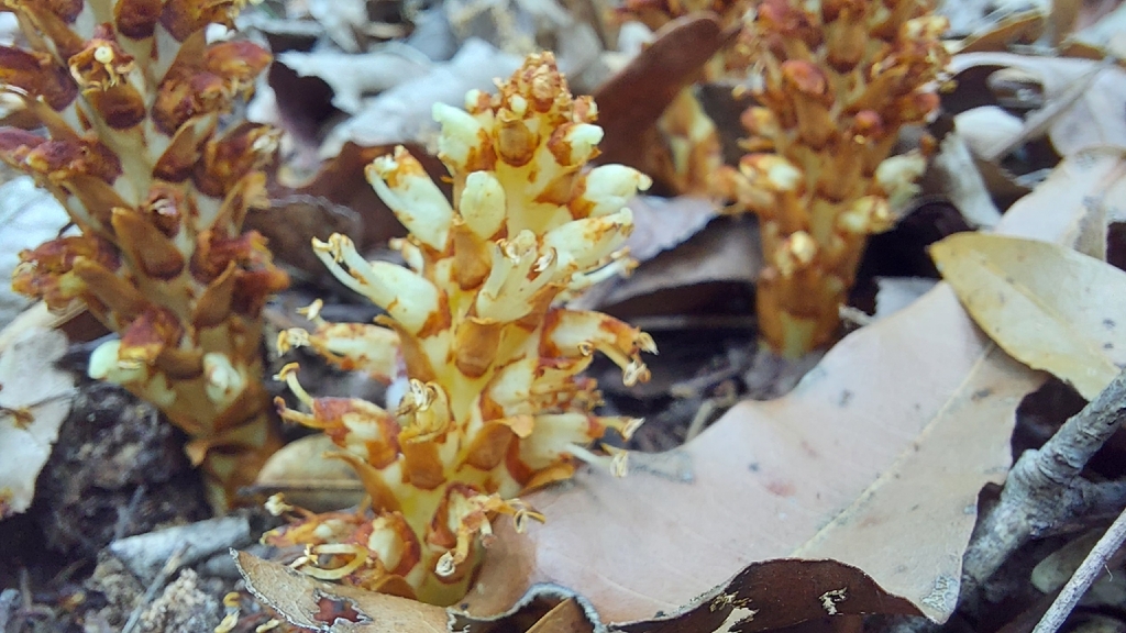 Conopholis americana