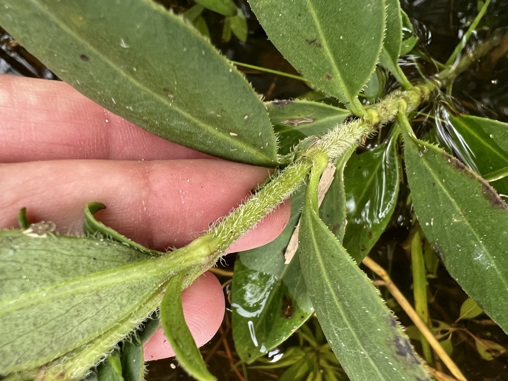 Coreopsis integrifolia