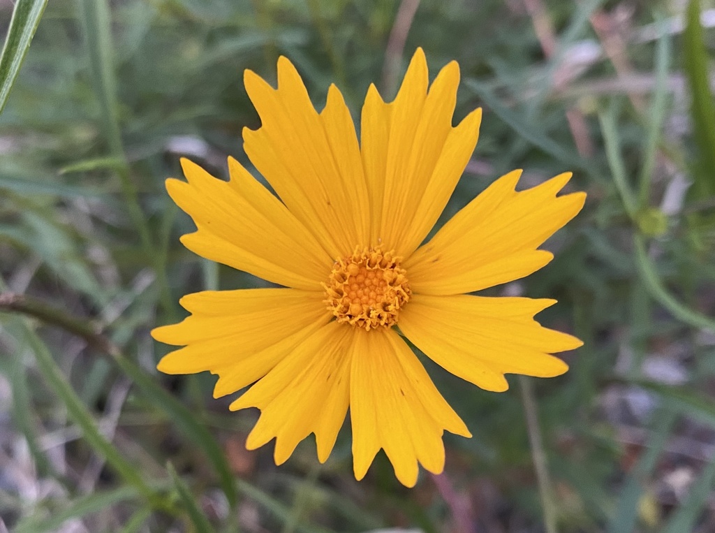 Coreopsis lanceolata