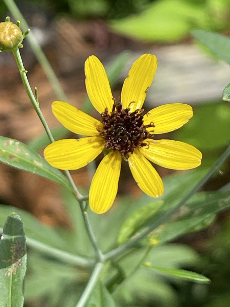 Coreopsis tripteris