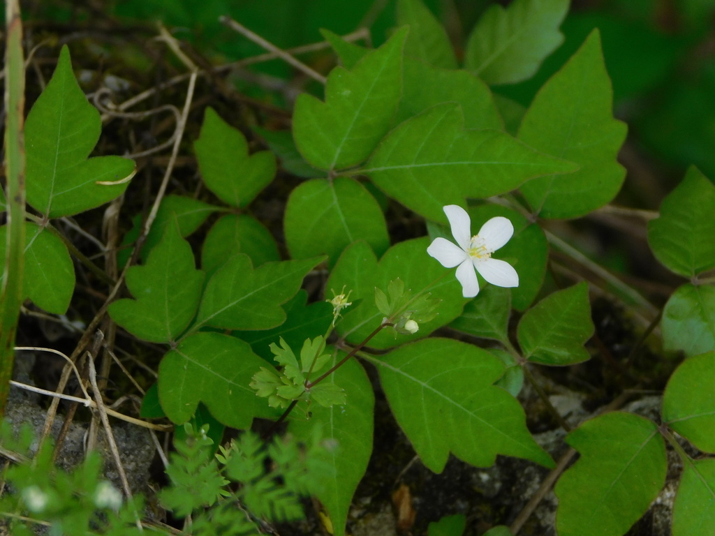 Enemion biternatum